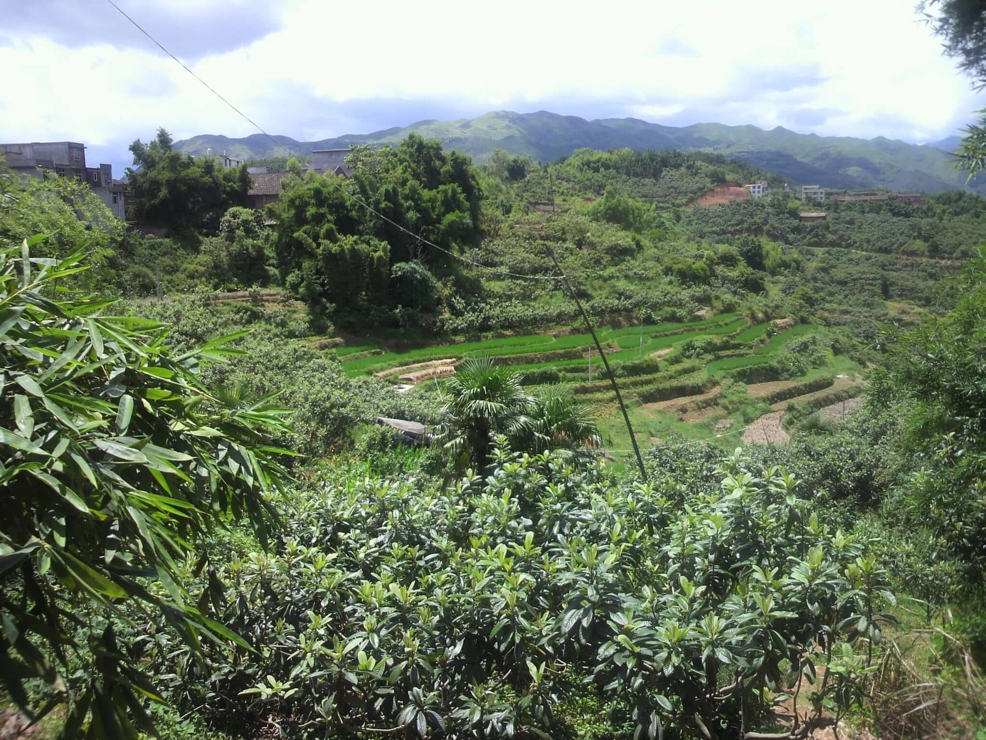 Indigo Naturalis, Qing Dai -2 packs - 5% off-4