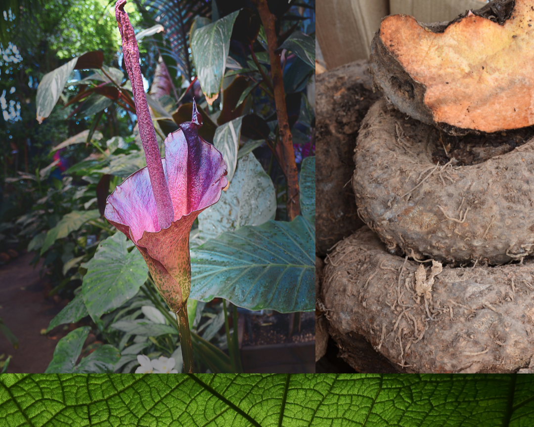 Spugna di Konjac Viso e Corpo