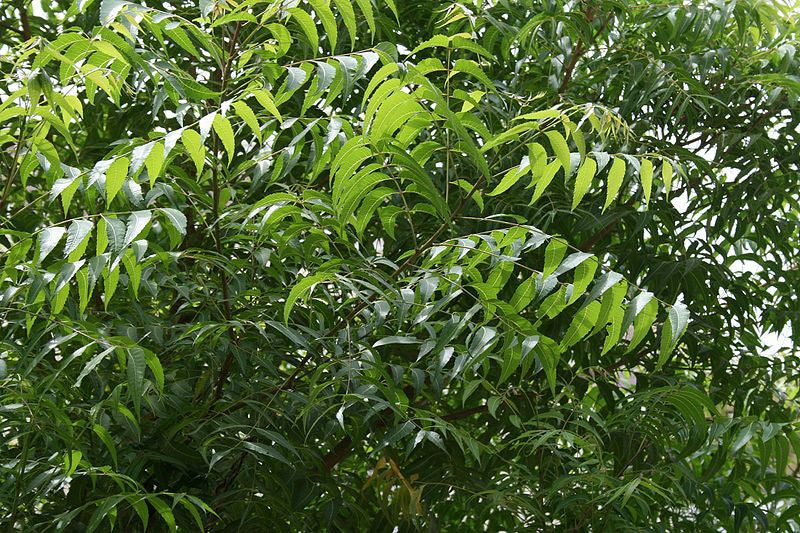 Capsule di Foglie di Neem